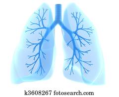 lung and bronchi lung and bronchi