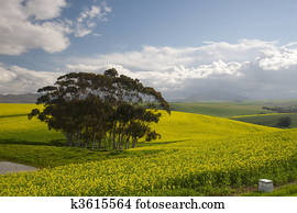 Canola fields of the Western Cape, South Africa