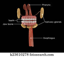 Mouth Anatomy Mouth Anatomy