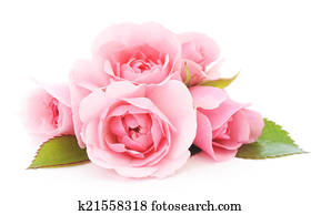 Pink Roses Pink Roses