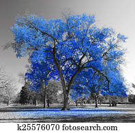 Big Blue Tree Big Blue Tree