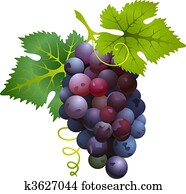 Black grapes Black grapes