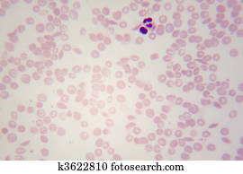 Blood cells