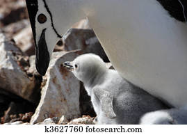 Chinstrap Penguins
