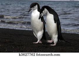 Chinstrap Penguins