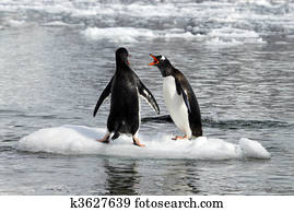Gentoo Penguins