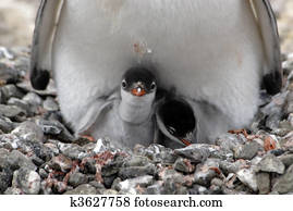 Gentoo Penguins