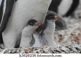 Gentoo Penguins
