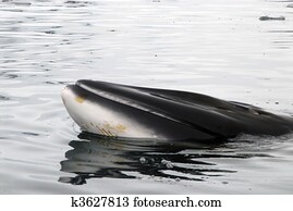 Minke Whale Minke Whale