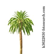 palm tree palm tree