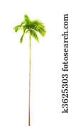 palm tree palm tree