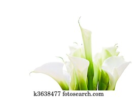 Bunch Of Calla Lilies - with clipping path