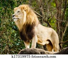 Portrait of male lion