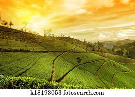 tea plantation landscape tea plantation landscape