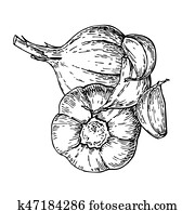 knoblauch, hand, gezeichnet, vektor, illustration., freigestellt, gemüse, mit, c knoblauch, hand, gezeichnet, vektor, illustration., freigestellt, gemüse, mit, c