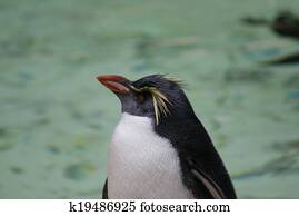 Northern Rockhopper Penguin - Eudyptes moseleyi