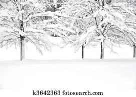 Snow and Trees Snow and Trees