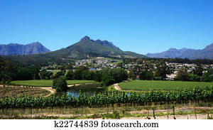 Vineyards in Western Cape, South Africa