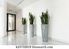 Beauty plants on corridor Beauty plants on corridor