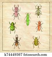 Beetles Vintage Collection on Antique Paper Beetles Vintage Collection on Antique Paper
