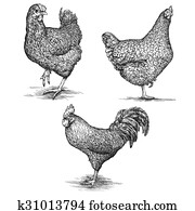 chicken chicken