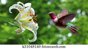 Hummingbird hovering next to lily flowers panoramic view Hummingbird hovering next to lily flowers panoramic view