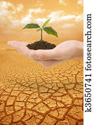 Plant in hand droughty earth Plant in hand droughty earth