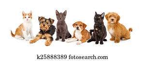 Row of Puppies and Kittens Row of Puppies and Kittens