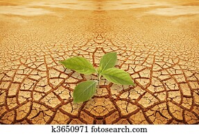 Sprout sprig in droughty ground Sprout sprig in droughty ground