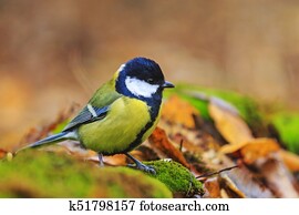 forest bird among the colors of the autumn forest forest bird among the colors of the autumn forest