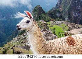 lhama, em, machu picchu