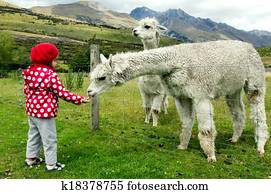 Little girl feed animals Little girl feed animals