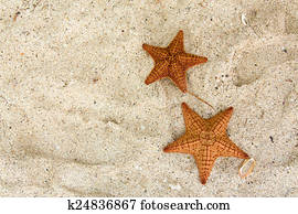 Starfish Starfish