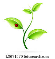Green sprout Green sprout