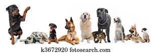 group of dogs and cat