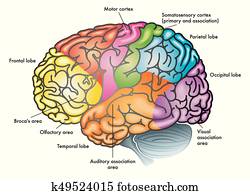 areas of the brain areas of the brain