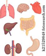 Human Body Parts - Brain, Lung, Hea