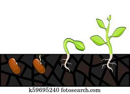 Plant growth stages from seed to sprout. Vector illustration, eps 10 Plant growth stages from seed to sprout. Vector illustration, eps 10