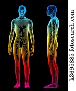 Body Analysis Body Analysis
