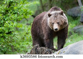 brown bear brown bear