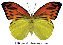 BUtterfly BUtterfly