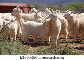 Flock of Angora goats