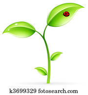 Green sprout Green sprout