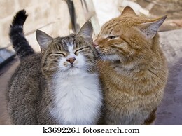 Love couple of cats Love couple of cats