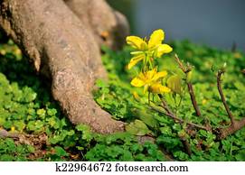 Mickey Mouse Plant Mickey Mouse Plant