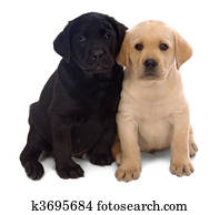Puppy love Puppy love