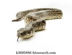 Snake on White Snake on White