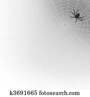 spider web spider web