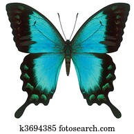 swallowtail butterfly swallowtail butterfly