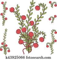Vector colored illustration with branches of cranberries Vector colored illustration with branches of cranberries